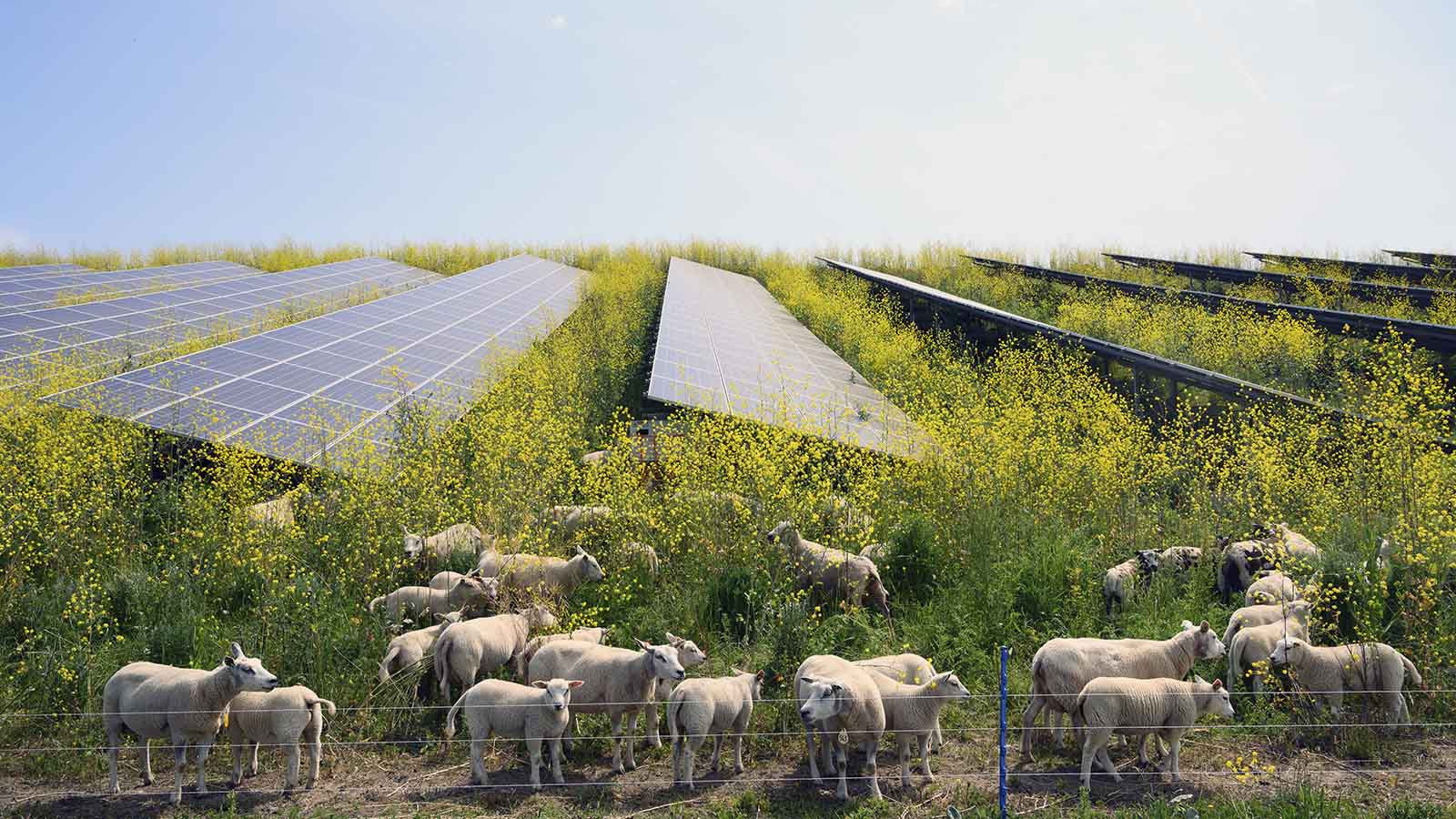 Agriculture and Farming